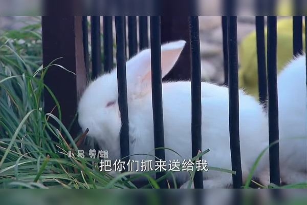 花枝招展的生肖之谜插图