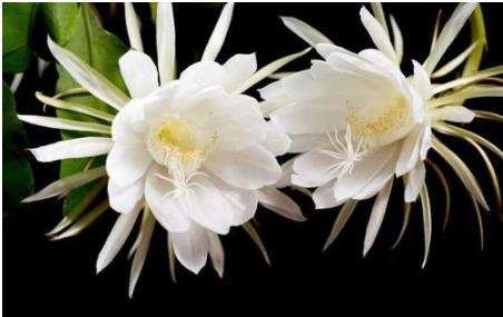 借花献佛与生肖之谜插图