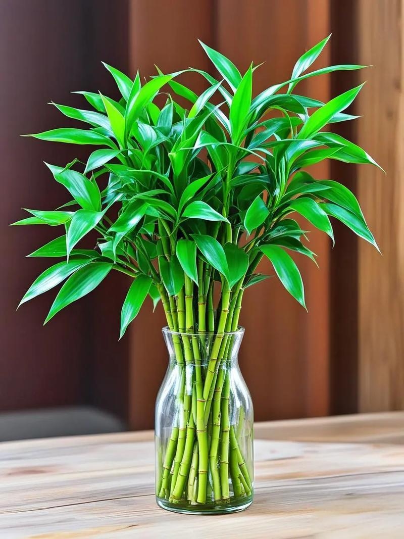 家居风水植物，绿意盎然，福泽绵长插图