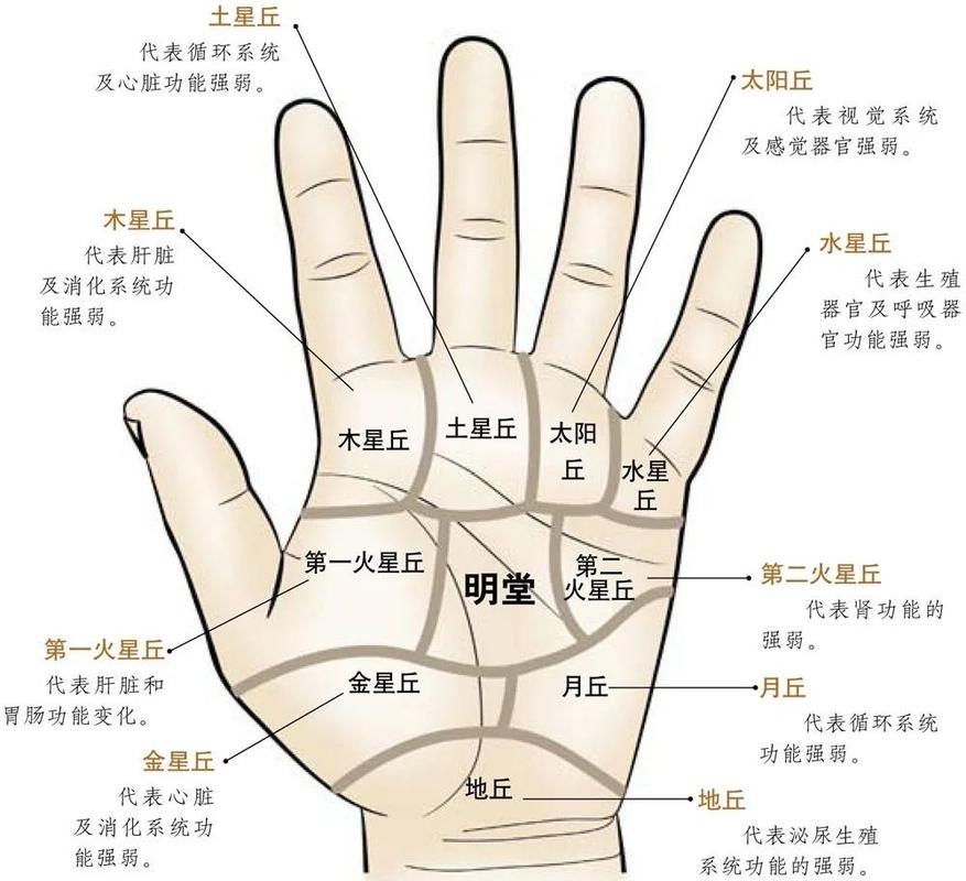 教你怎样看手相,探索掌纹中的奥秘插图 教你怎样看手相,探索掌纹中的奥秘插图