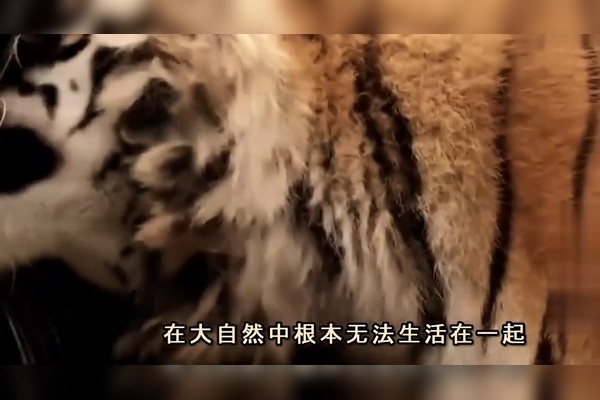 见异思迁的动物，自然界的好奇宝宝插图