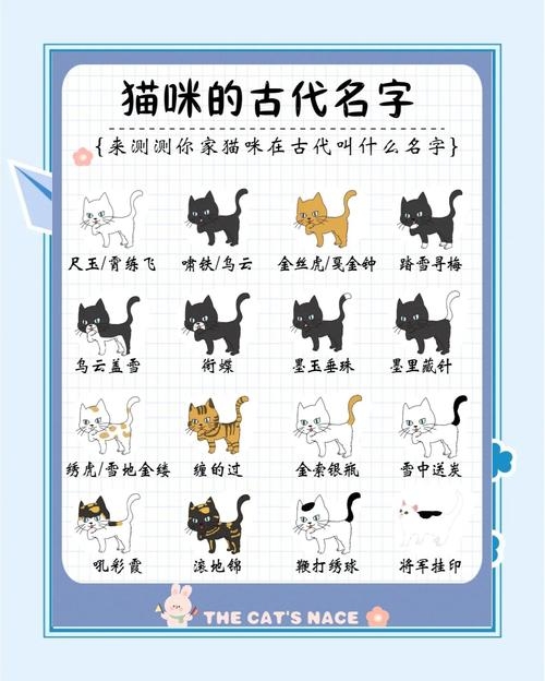 精选宠物猫名字，一隅光亮，一生相伴插图