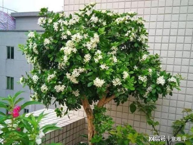 九里香在家种植禁忌插图