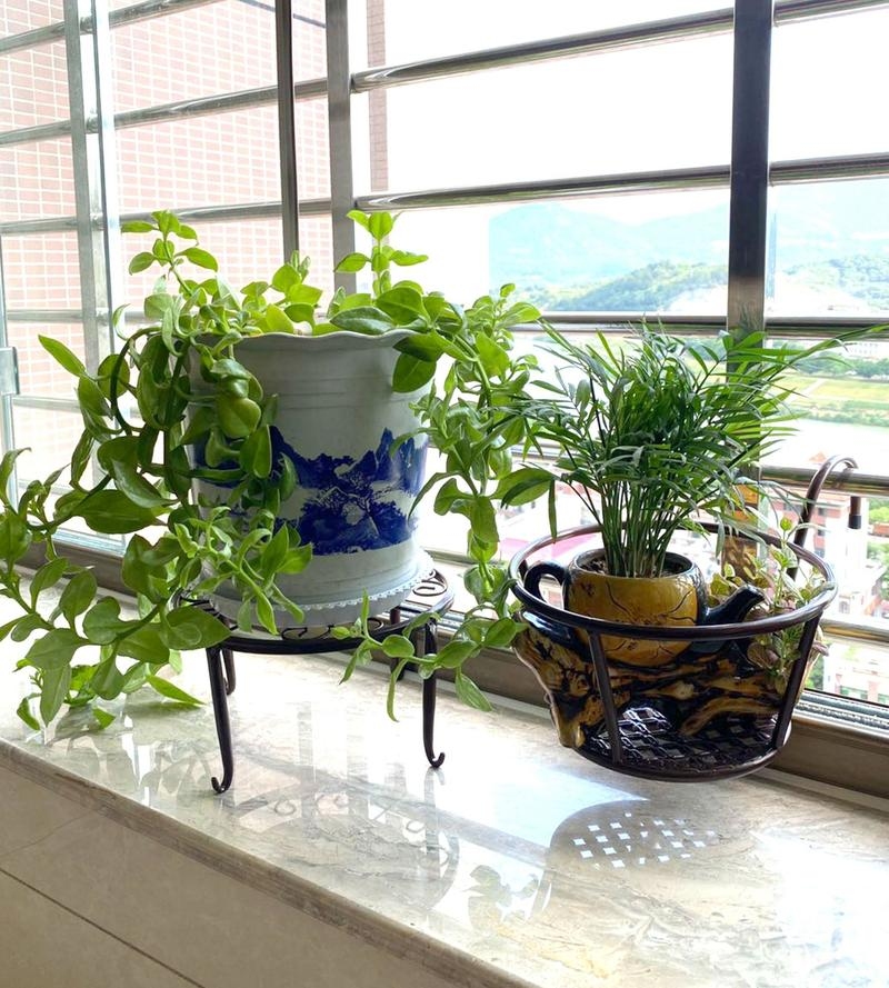 家里再穷也要养这三种花插图