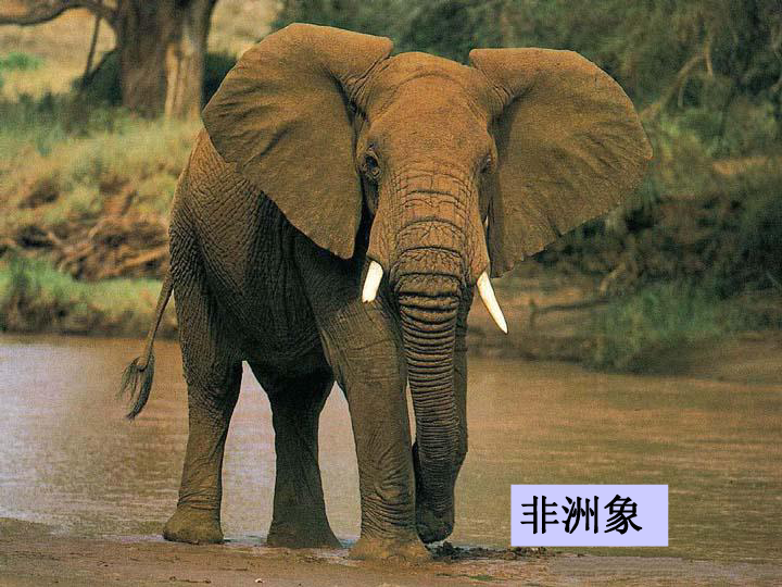 急中生智最正确的动物—大象插图