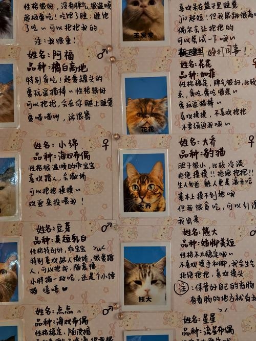 家中庞物与生肖的奇妙联系插图