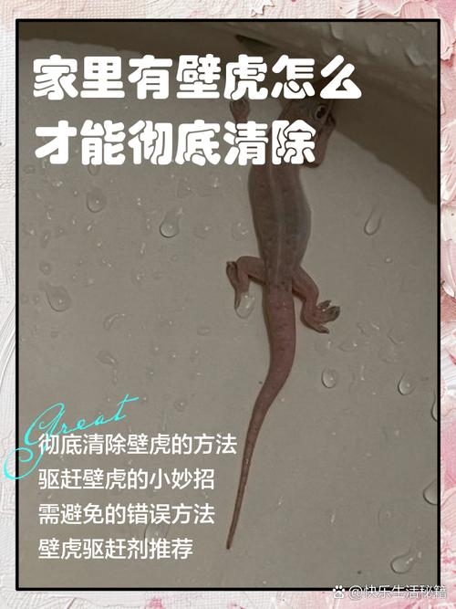 家中有壁虎，传统预兆与科学解读插图