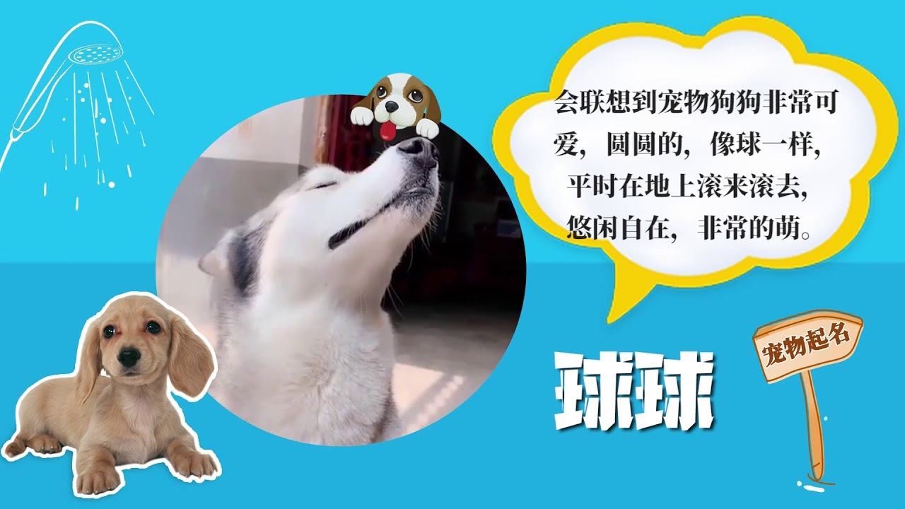 可爱的宠物名字，为你的小伙伴起个温馨昵称插图