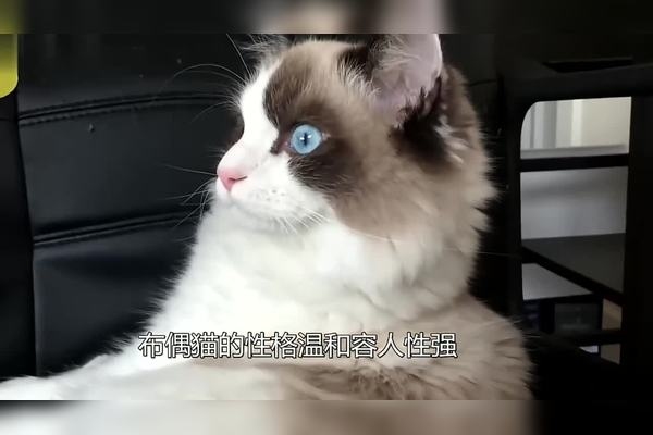 可爱宠物名字，开启宠物世界里的甜蜜秘境插图