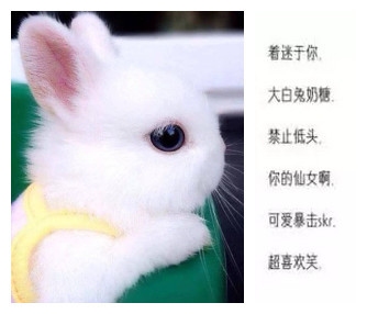 可爱QQ网名，打造你的专属萌宠昵称插图