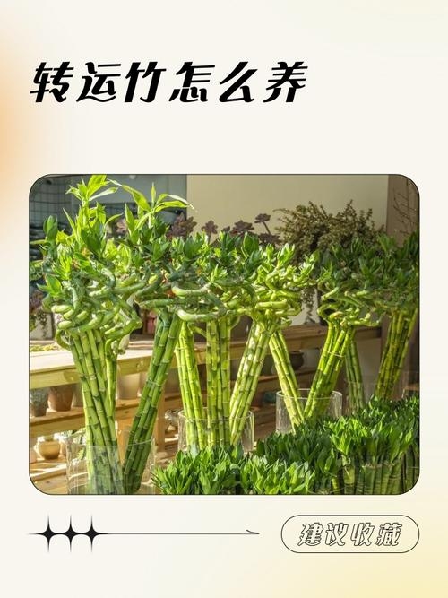 开运竹的养护秘籍，打造幸运绿植的秘诀插图