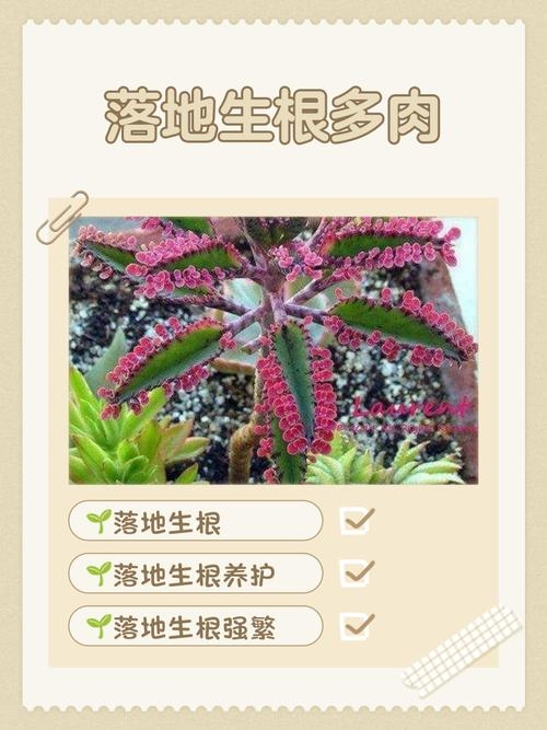 落地生根生肖揭秘插图