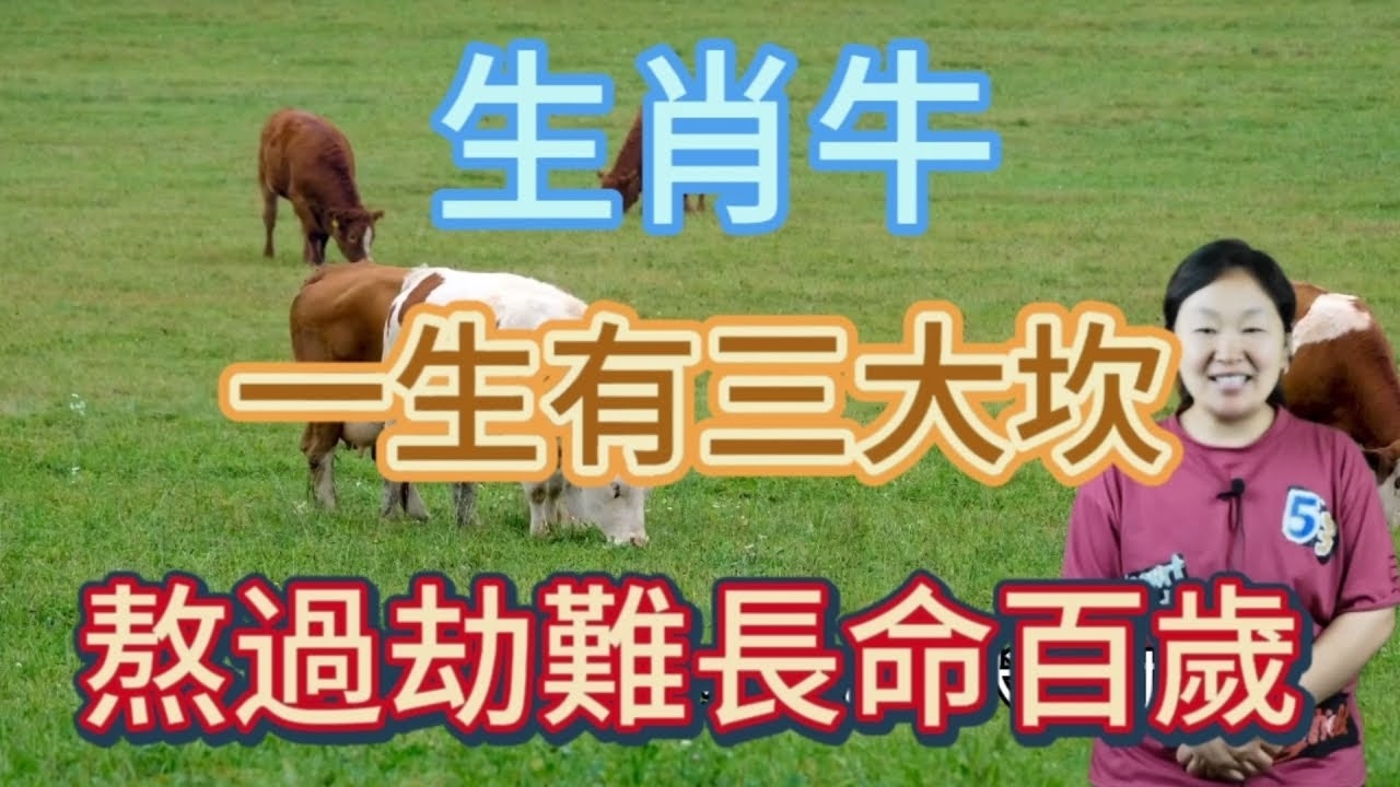 落地生根,猜一生肖—牛插图 落地生根,猜一生肖—牛插图
