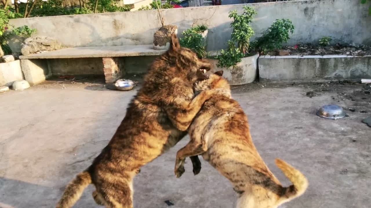 两虎相争打生肖插图