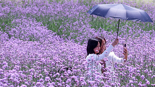 立夏，阴阳交汇中的自然奥秘插图