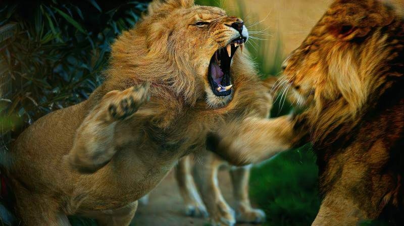 两雄相争，究竟哪一生肖会成为胜者？插图