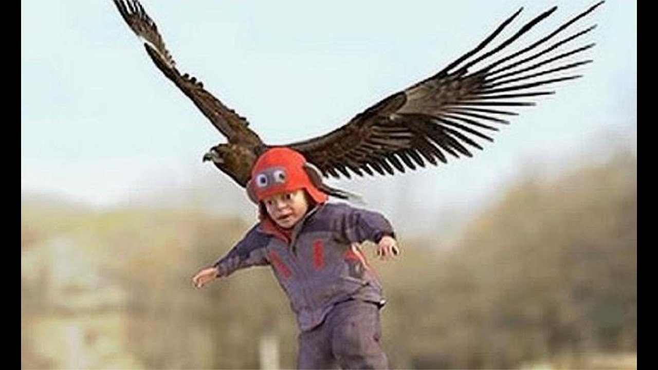 老鹰抓小孩，自然界的惊险一幕与人类对自然的敬畏插图