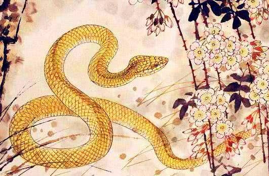 六月飞霜，生肖蛇的神秘意象插图