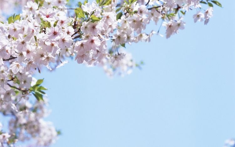 落英缤纷之谜,探寻背后的生肖之秘插图 落英缤纷之谜,探寻背后的生肖之秘插图