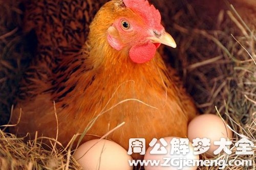 梦到鸡下蛋，寓意与心理解析插图