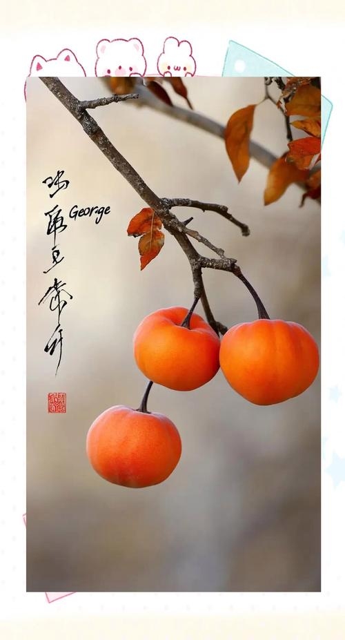 梦到柿子预示吉祥，助人进步更顺畅插图