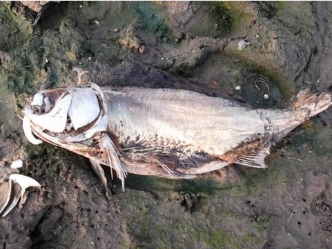 梦回水底，解析梦见很多死鱼的深层含义插图