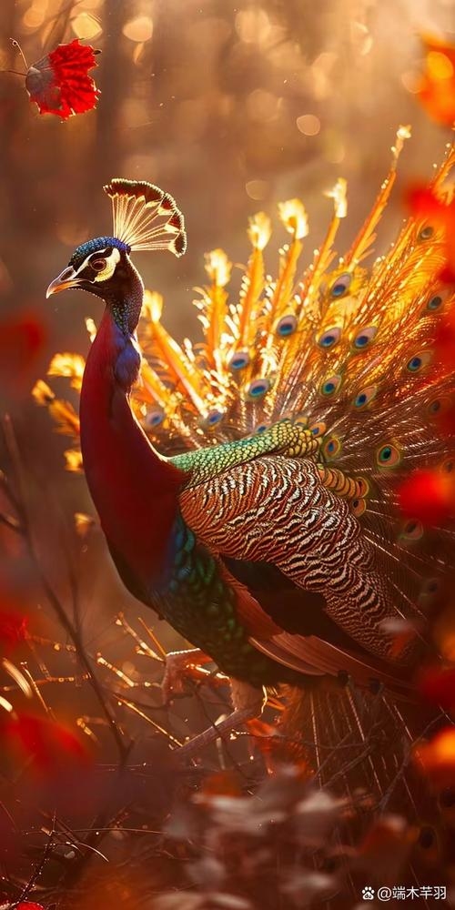 梦回绮丽，孔雀开屏的梦幻之旅插图