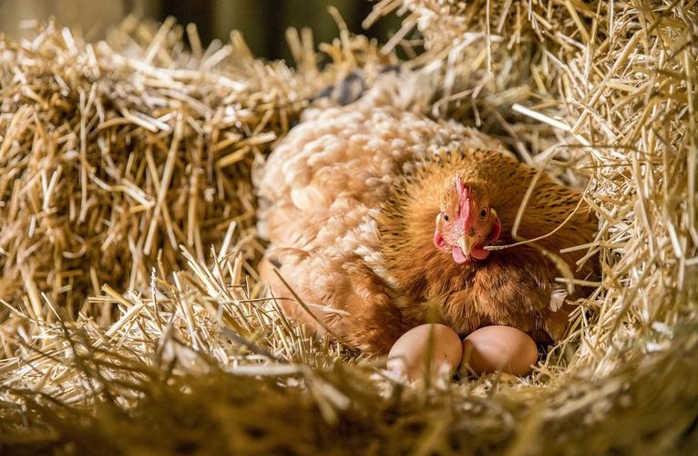 梦回田园，母鸡下蛋的温馨梦境插图