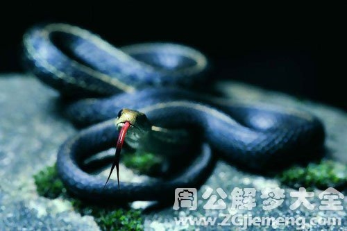 梦见被蛇咬的含义插图 梦见被蛇咬的含义插图