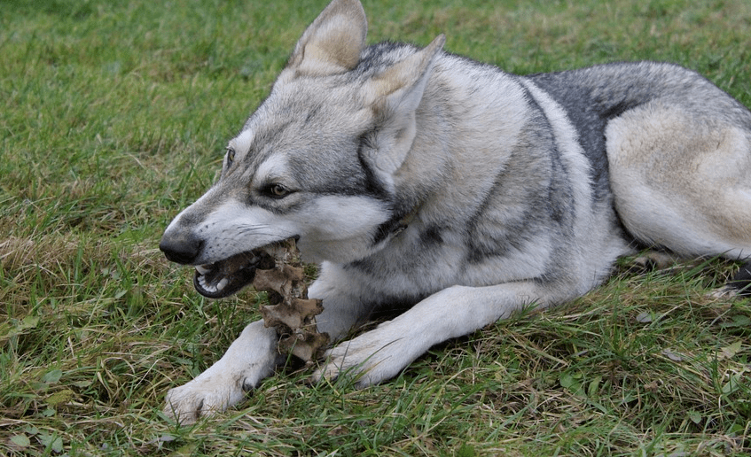 梦见被狼狗咬，梦境背后的深层含义与解析插图