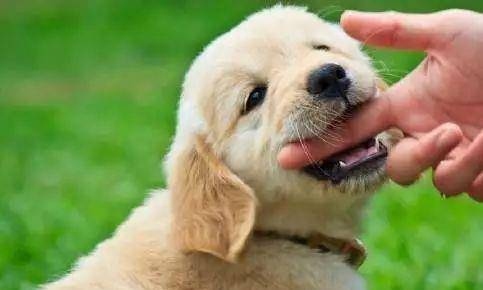 梦见被狗咬手，寓意与心理解析插图