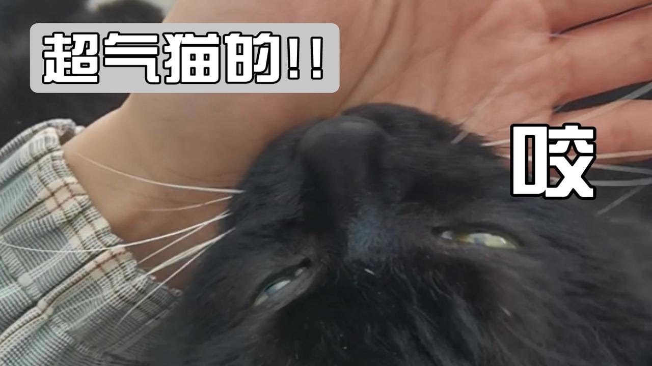 梦见被猫追咬，警惕隐私泄露与小人算计插图
