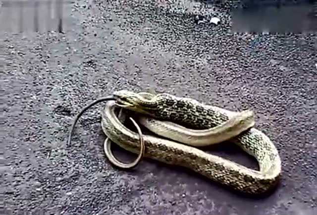 梦见大蛇吃小蛇,梦境背后的深层含义插图 梦见大蛇吃小蛇,梦境背后的深层含义插图