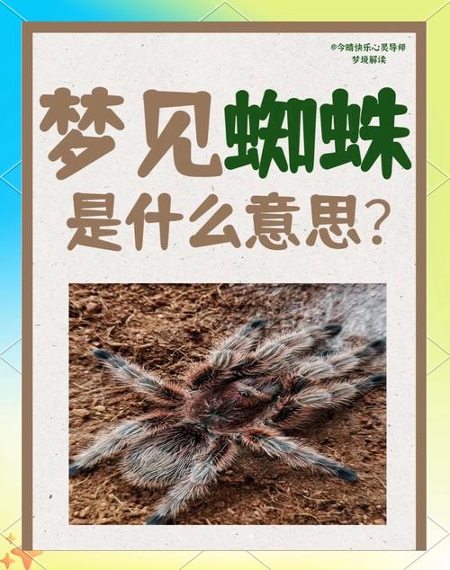 梦见大蜘蛛，梦境背后的深层含义与解析插图