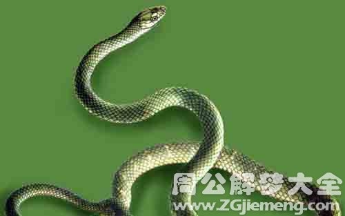 梦见很多的蛇，探寻梦中蛇之神秘内涵插图