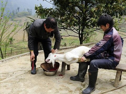 梦见杀羊，预示家庭好事与争吵破财的预兆插图