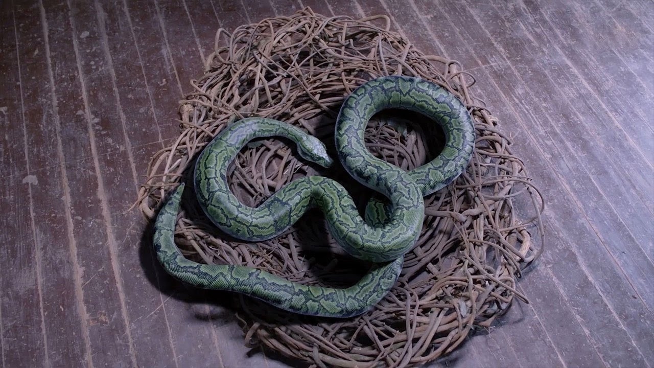 梦境里的蛇，一场生命的抉择插图