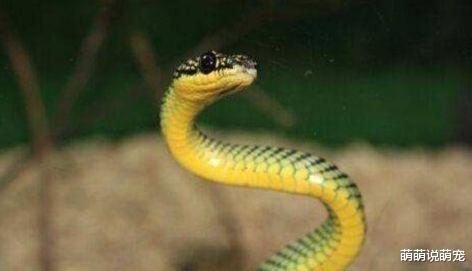 梦见蛇的预兆解析，性格、爱情与潜意识冲突的梦境解读插图