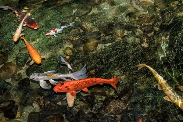 梦见鱼是什么征兆插图