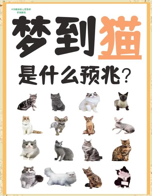 梦境猫预示机遇与感情，多只猫暗示幸福兆头插图