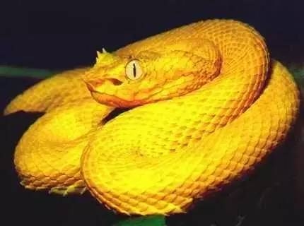 梦境中的蛇，双重预言中的灵性启示插图