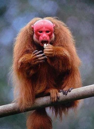 面目全非的生肖—猴插图