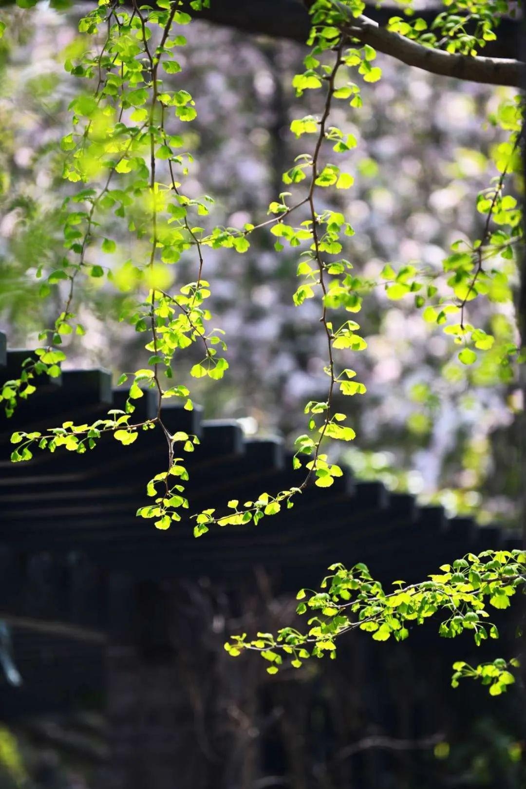 门前一株槐树，四季栖息的灵韵与生命之美插图