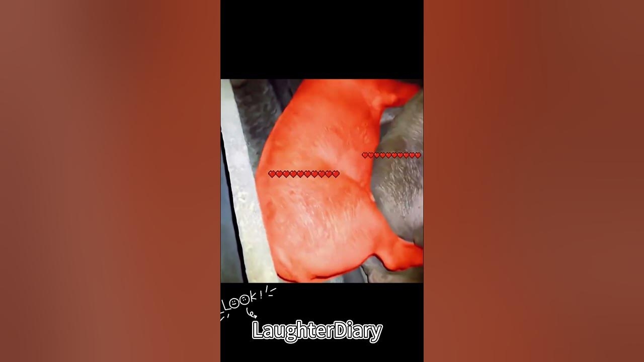 每日一笑,生肖的欢乐时光插图 每日一笑,生肖的欢乐时光插图