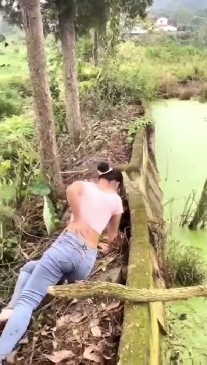 母猪上树生肖探究插图