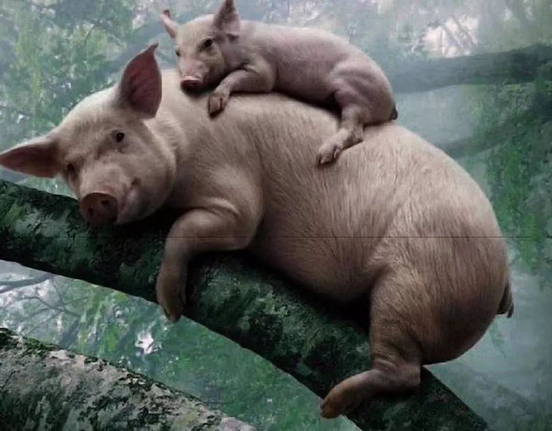 母猪上树与生肖之谜插图