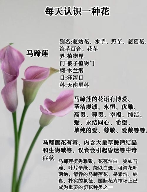 马蹄莲的花语解析插图