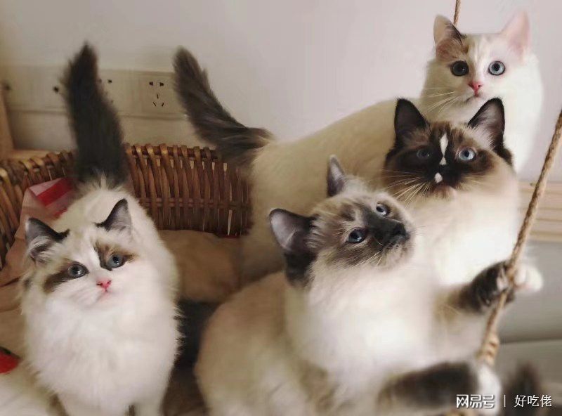 梦游猫的王国，解析梦见好多猫的神秘寓意插图