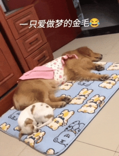 梦中的狗咬脚，一场奇妙而真实的梦境之旅插图