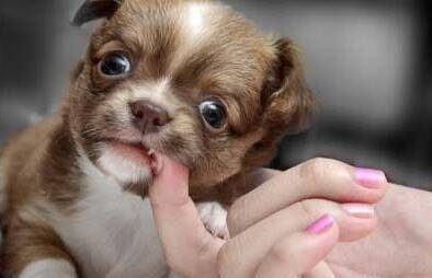 梦中惊醒，被狗咬了手的深层含义探索插图